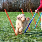 Šifra: 3206
12 stangi agility, 115x3.3 cm