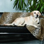 Šifra: 36771
Cebe "nima", leopard, 100x70cm