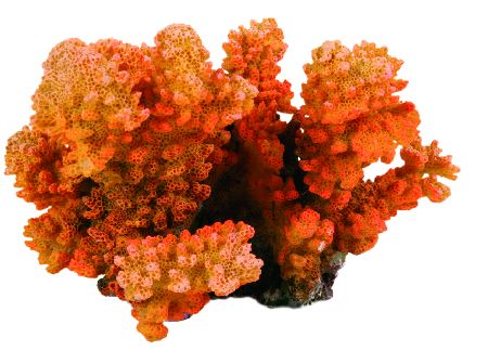 Šifra: 8838
Prsatasti koral,12 cm