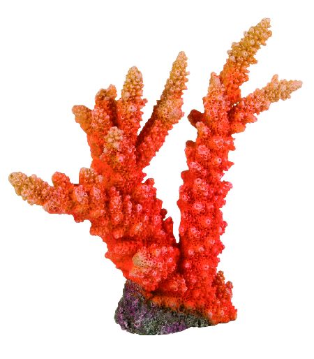 Šifra: 8810
Mali koral, 18 cm