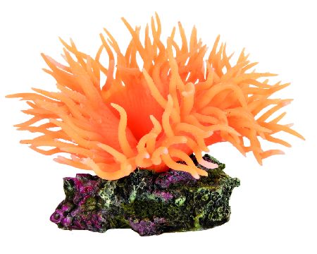 Šifra: 8888
Koral na kamenu, narandzasti, 8 cm